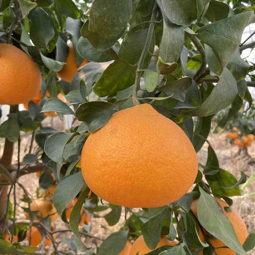 【常州馆】常洛果品 红美人柑橘10枚 商品图0