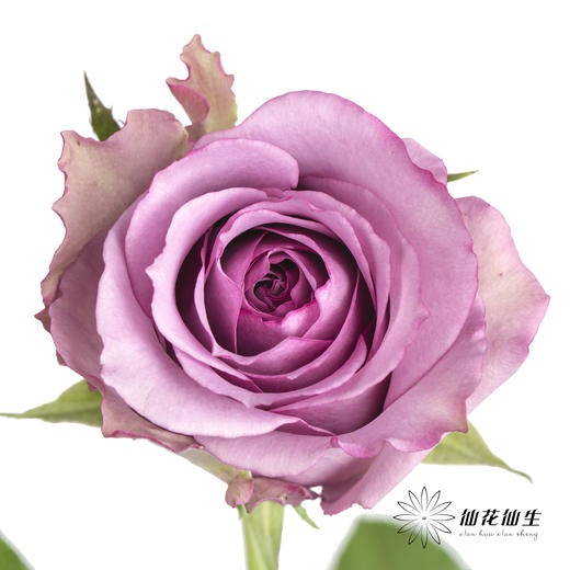单头玫瑰 | 紫霞仙子 商品图1