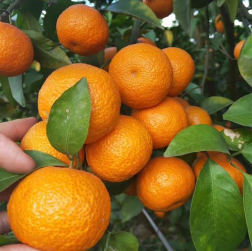 广西砂糖橘，口感甜蜜、细嫩化渣！一口气可以吃十几个都不过瘾！ 商品图2