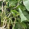 【弘毅六不用生态农场】六不用 白花豆 东北特产 1斤/份 商品缩略图3