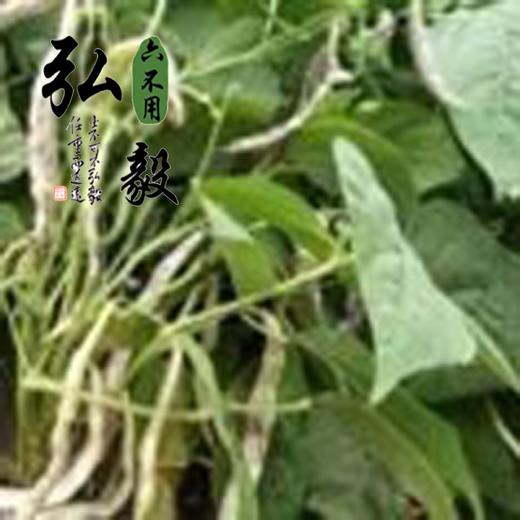 【弘毅六不用生态农场】六不用 白花豆 东北特产 1斤/份 商品图3