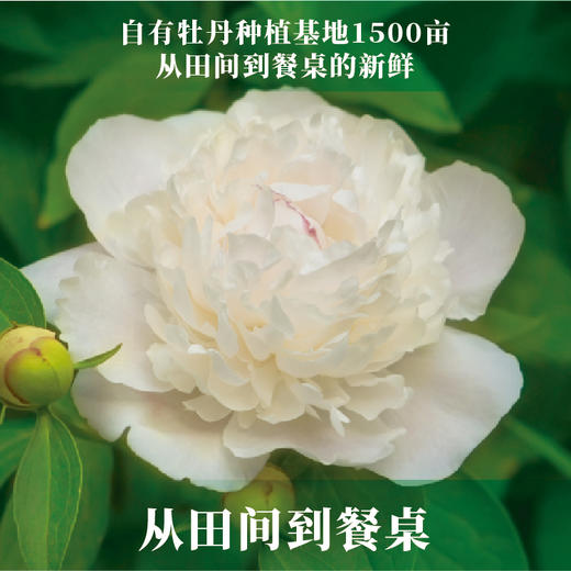 【常州馆】金膳狮牡丹籽油食用油正品牡丹籽油健康食用油 商品图4