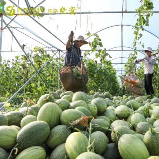 【正宗晓蜜】胜杰丝路晓蜜，哈密瓜，脆甜口感，瓜瓤黄色，甜度非常高，多汁又好吃！ 商品图7
