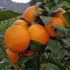 广西武鸣沃柑、现摘水果、鲜嫩易剥、它是橘柑中的小甜甜！ 商品缩略图6