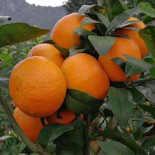 广西武鸣沃柑、现摘水果、鲜嫩易剥、它是橘柑中的小甜甜！ 商品图6