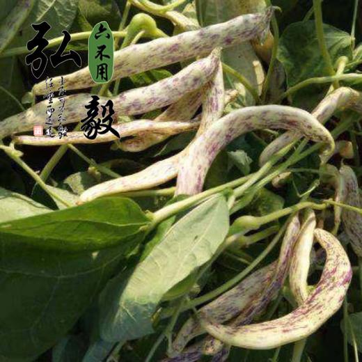 【弘毅六不用生态农场】六不用 白花豆 东北特产 1斤/份 商品图2