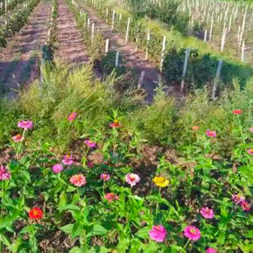 撒欢谷农场 住宿一晚（两大一小） 商品图7