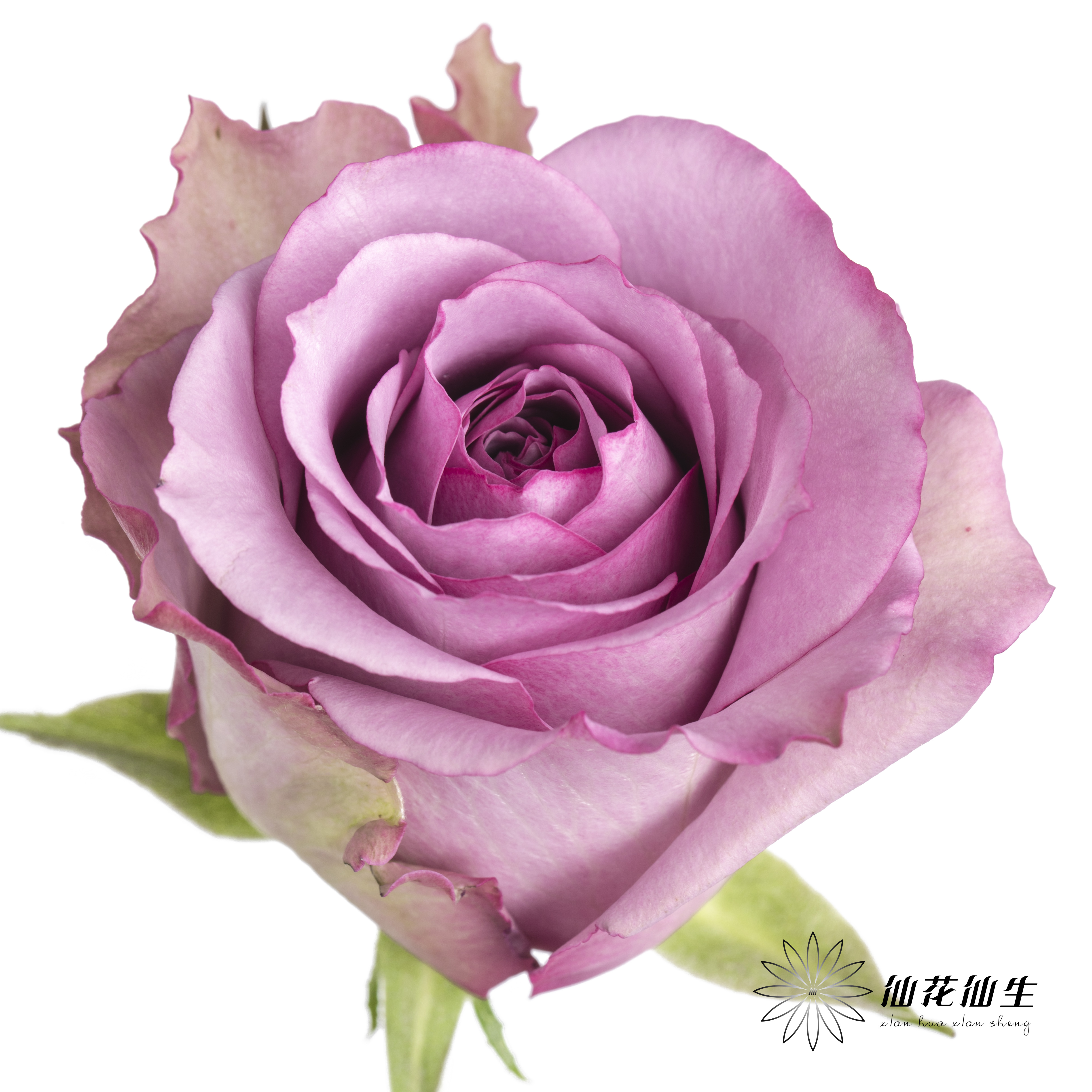 单头玫瑰 | 紫霞仙子