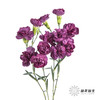 多头康乃馨 | 紫云 商品缩略图6