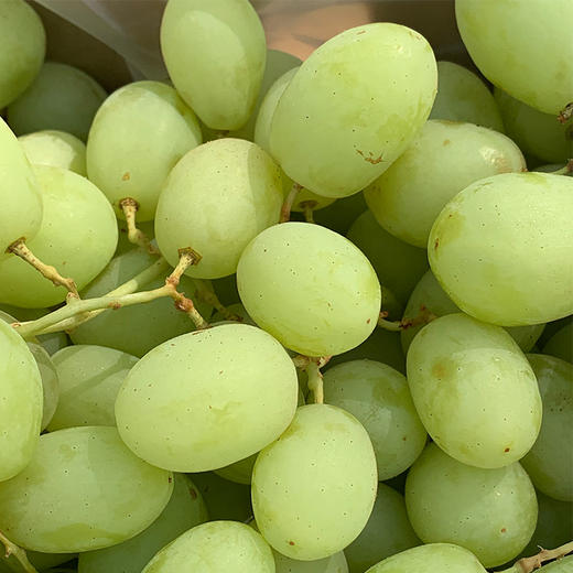 澳洲空运秋天酥  |  高级青提，皮薄甜心脆，牙齿一碰就爆炸，清新甜蜜蜜，没来得及洗就咔嚓嚓！ 商品图9