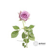 单头玫瑰 | 紫霞仙子 商品缩略图2