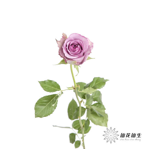 单头玫瑰 | 紫霞仙子 商品图2