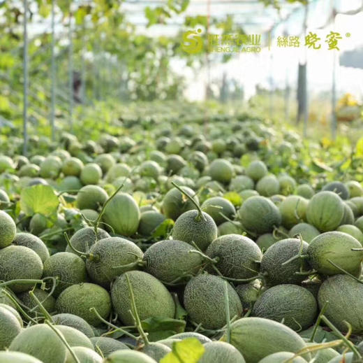 【正宗晓蜜】胜杰丝路晓蜜，哈密瓜，脆甜口感，瓜瓤黄色，甜度非常高，多汁又好吃！ 商品图8