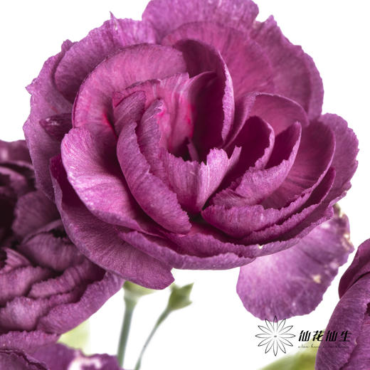 多头康乃馨 | 紫云 商品图1