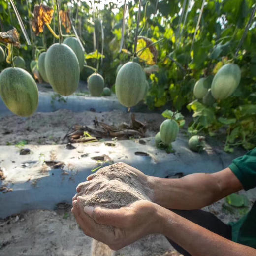 【正宗晓蜜】胜杰丝路晓蜜，哈密瓜，脆甜口感，瓜瓤黄色，甜度非常高，多汁又好吃！ 商品图6