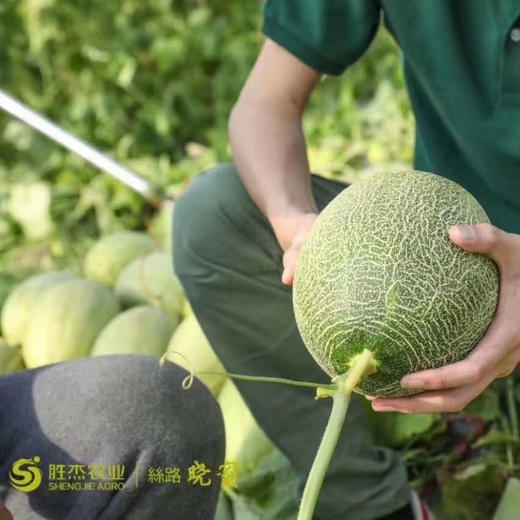 【正宗晓蜜】胜杰丝路晓蜜，哈密瓜，脆甜口感，瓜瓤黄色，甜度非常高，多汁又好吃！ 商品图9