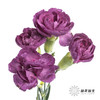 多头康乃馨 | 紫云 商品缩略图0