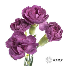 多头康乃馨 | 紫云