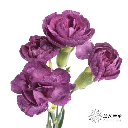多头康乃馨 | 紫云 商品图0