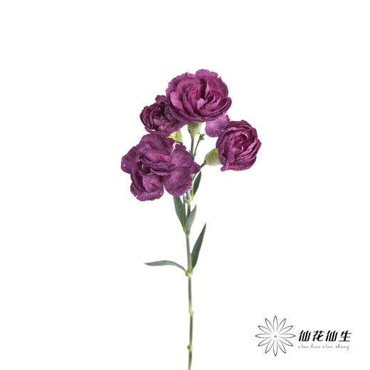 多头康乃馨 | 紫云 商品图5