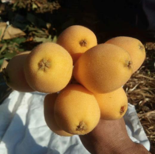 【四川攀枝花米易枇杷】淡淡的清甜，吃起来，软滑爽口，汁多鲜美 商品图3