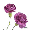 多头康乃馨 | 紫云 商品缩略图4