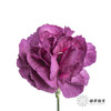 多头康乃馨 | 紫云 商品缩略图2