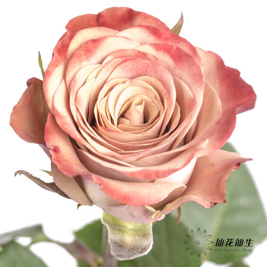 单头玫瑰 | 卡布奇诺 商品图1