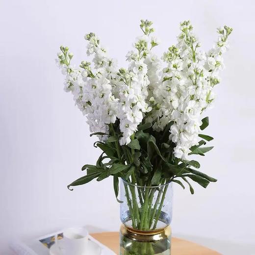配花-紫罗兰- 白色 商品图0