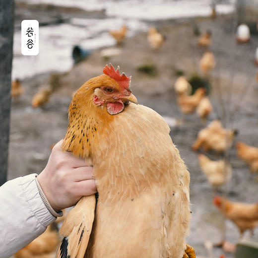 安徽九华山正宗老母鸡土鸡农家散养皖南土鸡新鲜整只现杀母鸡 商品图1