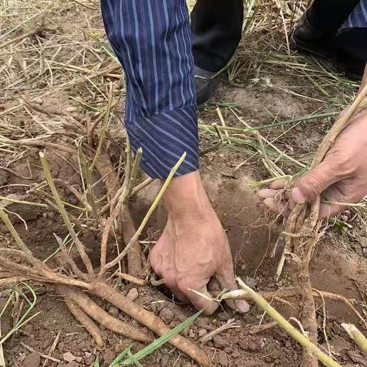 丨仿野生丨黄芪，当归，党参 收到请冷冻保存 商品图3