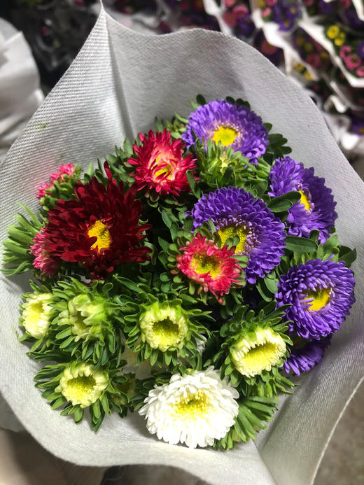 翠菊混批20扎起发