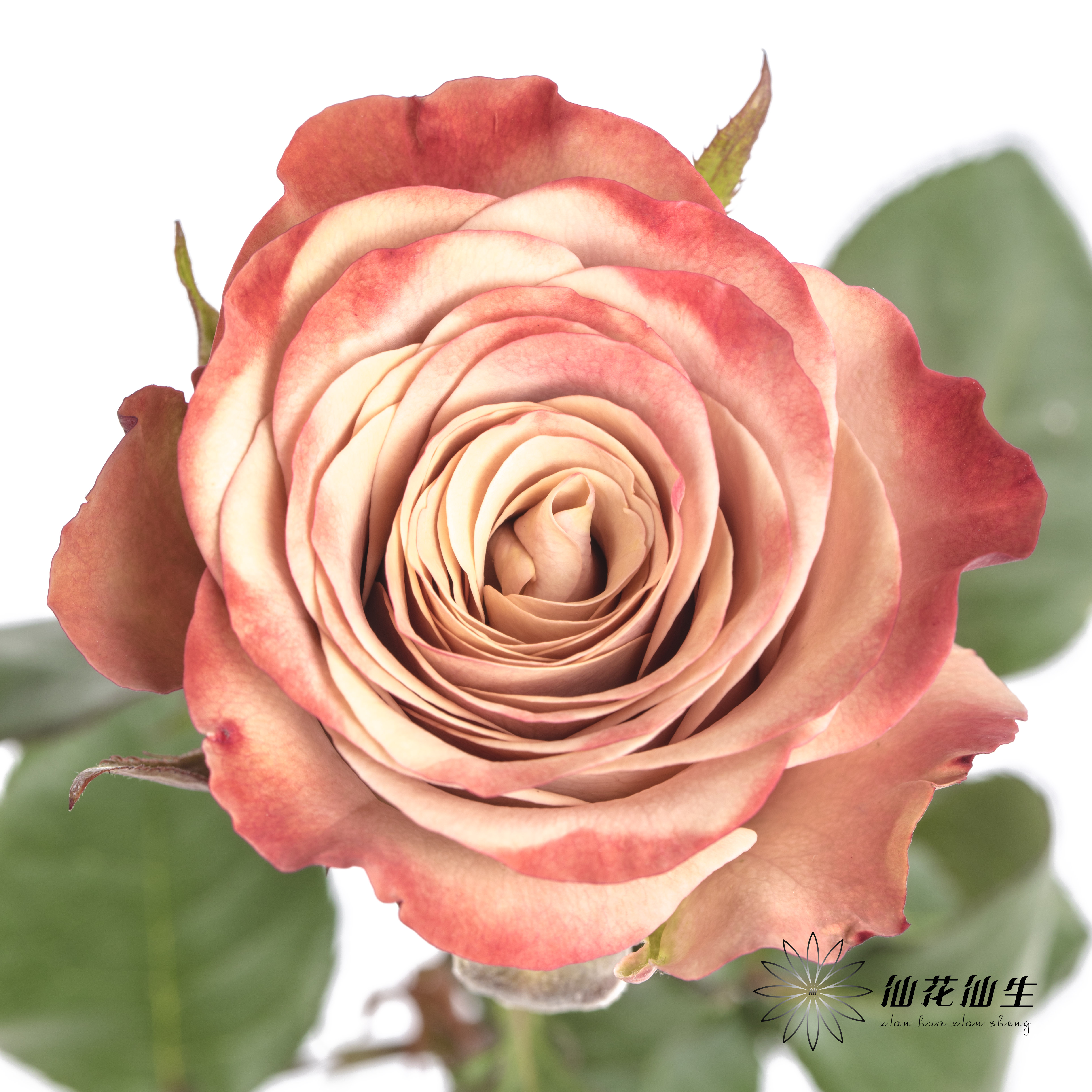 单头玫瑰 | 卡布奇诺