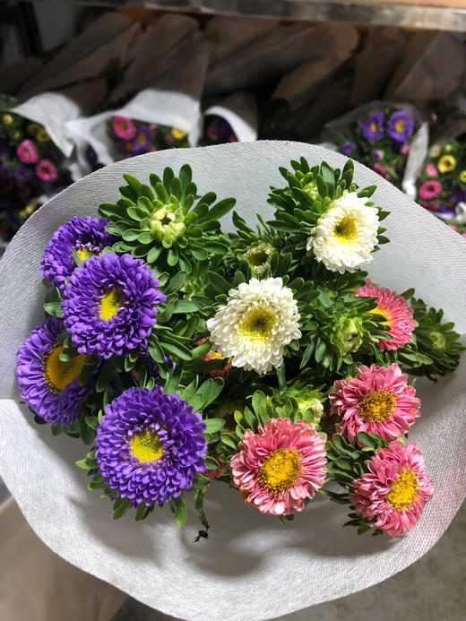 翠菊混批20扎起发