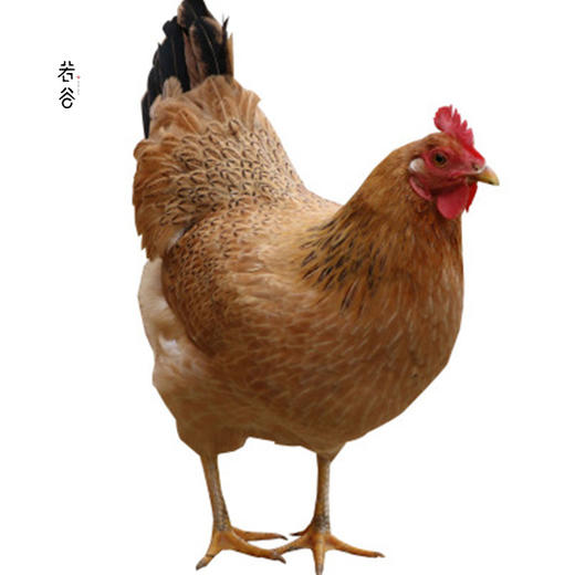 安徽九华山正宗老母鸡土鸡农家散养皖南土鸡新鲜整只现杀母鸡 商品图4