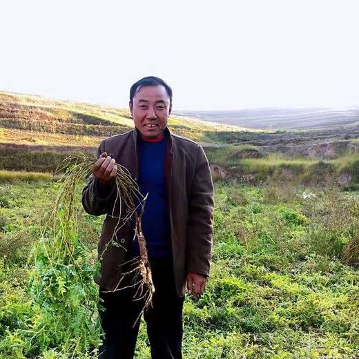 丨仿野生丨黄芪，当归，党参 收到请冷冻保存 商品图4