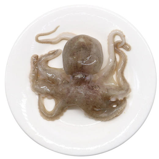 八爪鱼冰鲜