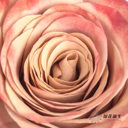 单头玫瑰 | 卡布奇诺 商品图5