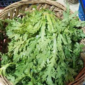 皇帝菜（野种茼蒿）