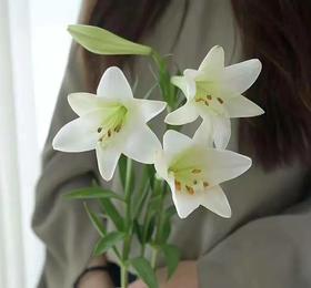 百合-铁炮百合-2头-10支