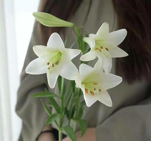 百合-铁炮百合-2头-10支 商品图0