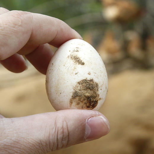 礼盒装 清远鸡 初生蛋 30枚 商品图3