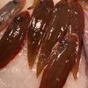 细鳞小龙舌 商品缩略图0