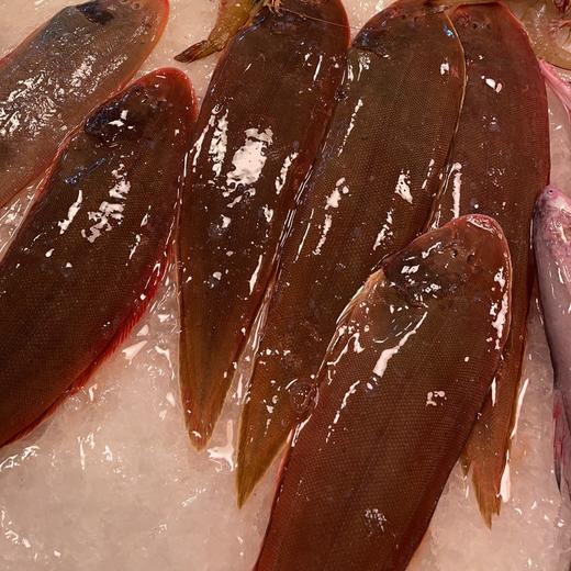 细鳞小龙舌 商品图0