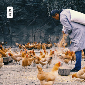 安徽九华山正宗老母鸡土鸡农家散养皖南土鸡新鲜整只现杀母鸡