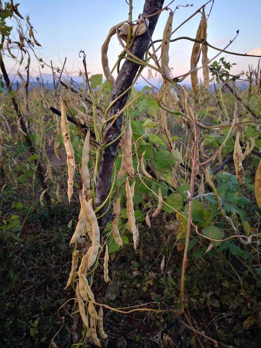 云南大理剑川 农家白芸豆多种规格 商品图2
