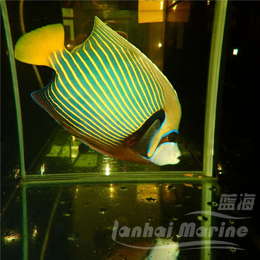 马代皇后-半直 商品图1