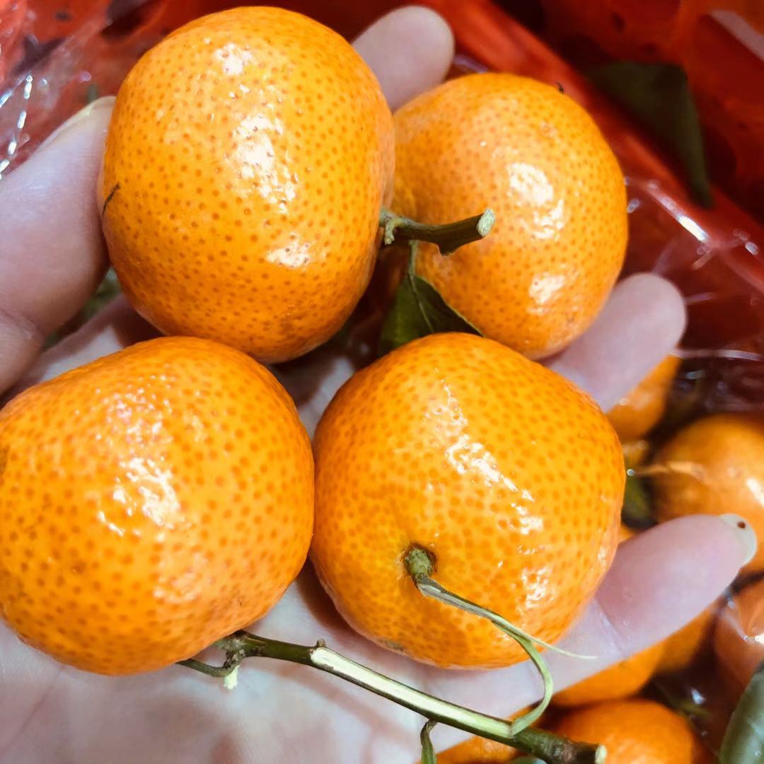 正宗沙糖桔 中果 筐装5斤