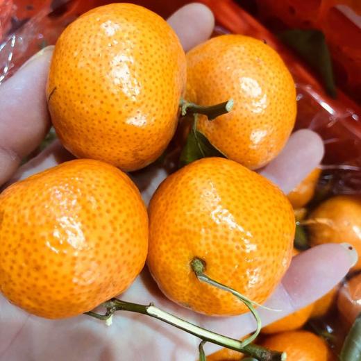 正宗沙糖桔 中果 筐装5斤 商品图0