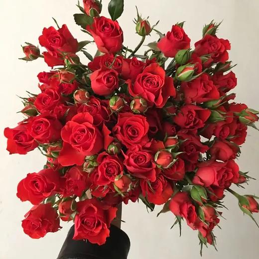 玫瑰-多头玫瑰-霓虹-10枝/扎 商品图0